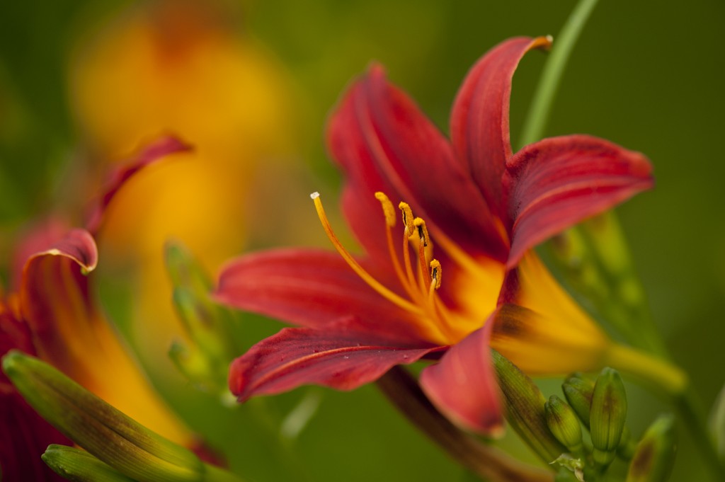 Hemerocallis 'Red Bird'