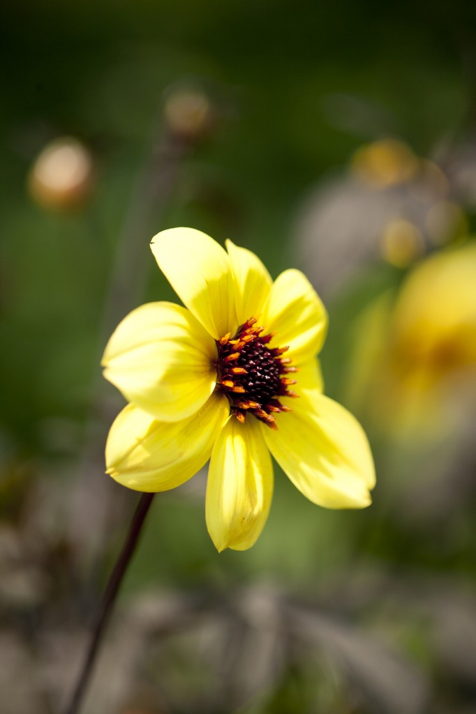 Garden dahlia—'Mystic Illusion'