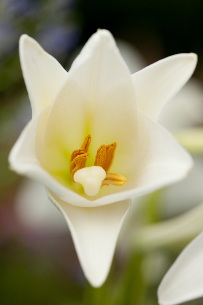 Lilium longiflorum 'Snow Queen'