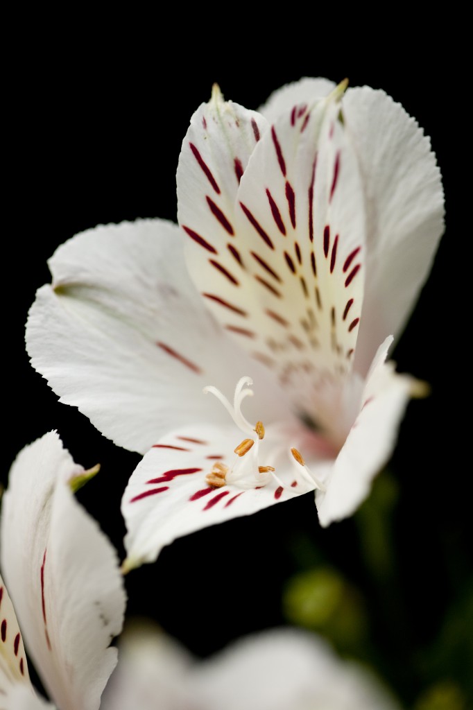 Alstroemeria 'Casablanca'