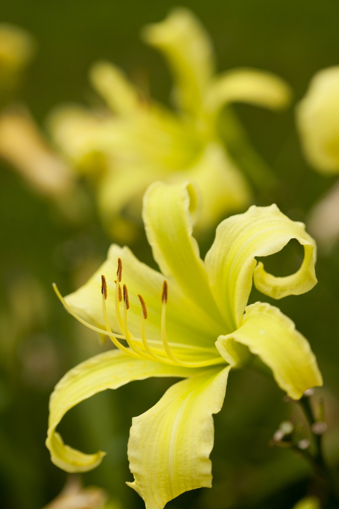 Hemerocallis 'Lady Fingers'