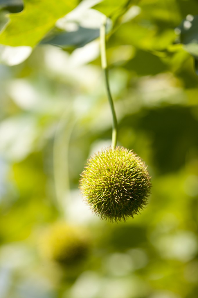 Platanus x acerfolia 'Pyramidalis'