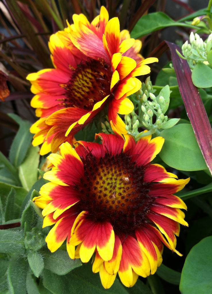 Barbican yellow red ring blanket online flower