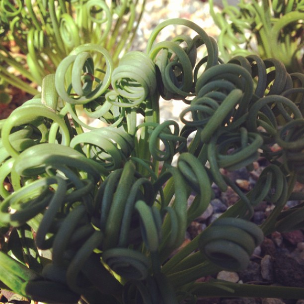 Morning Eye Candy: Updo - Plant Talk