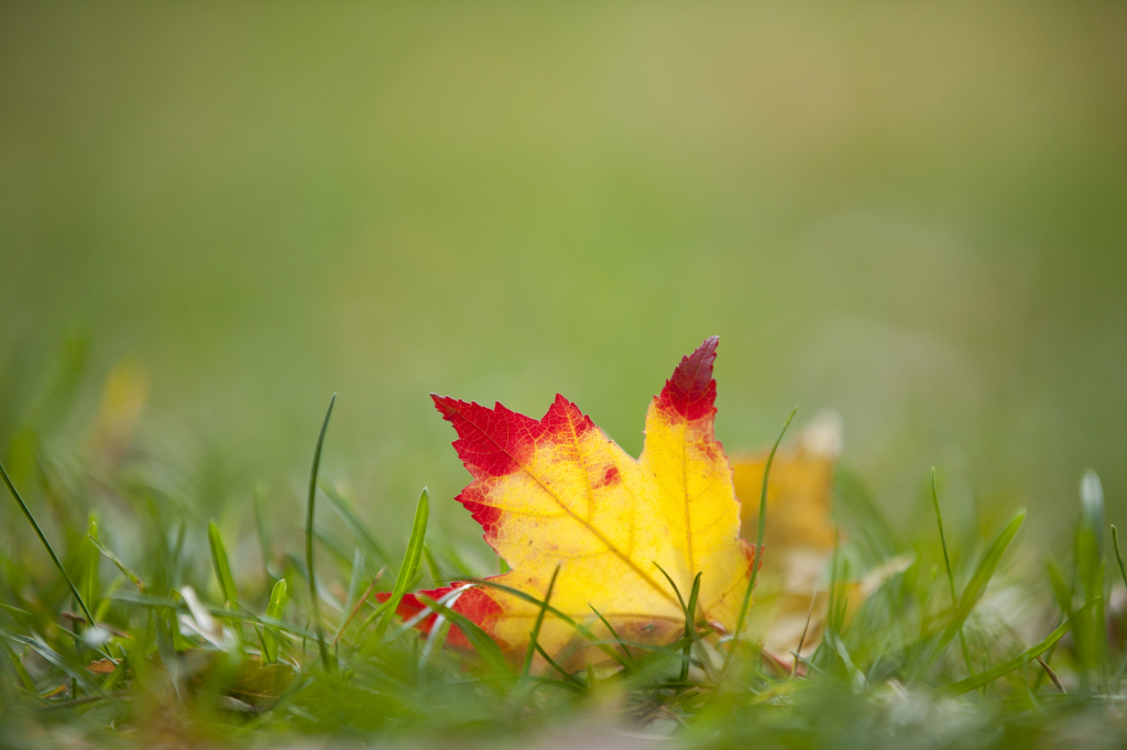 Morning Eye Candy: Gentle Flame - Plant Talk