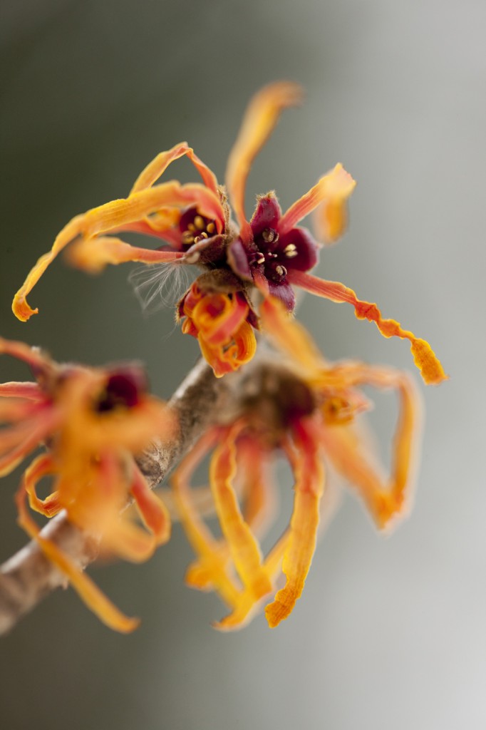 Hamamelis x intermedia 'Orange Peel'