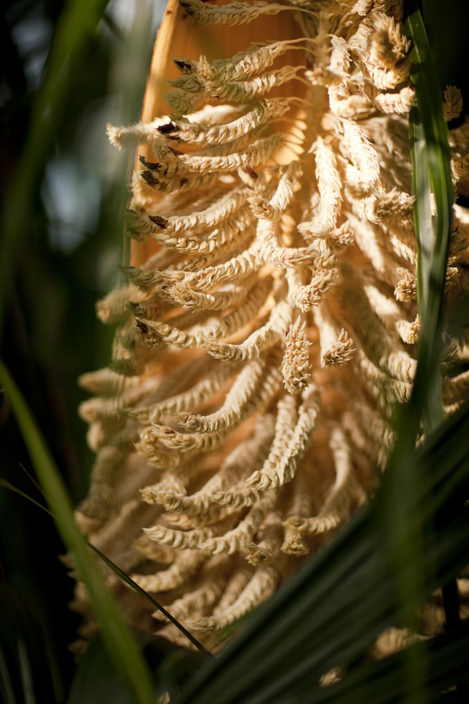 Attalea amygdalina