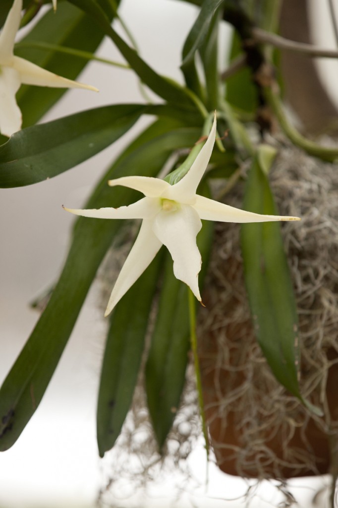 Darwin's Star Orchid