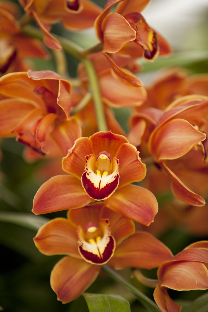 The Orchid Show: Key West Contemporary