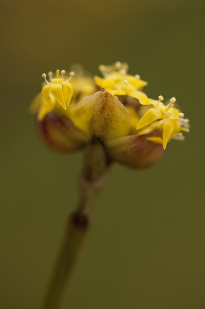 Cornus mas