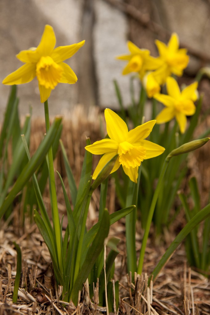 Daffodils