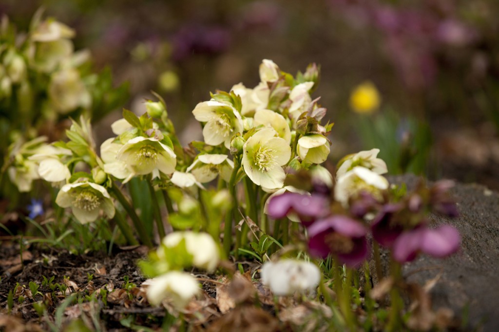 Hellebores