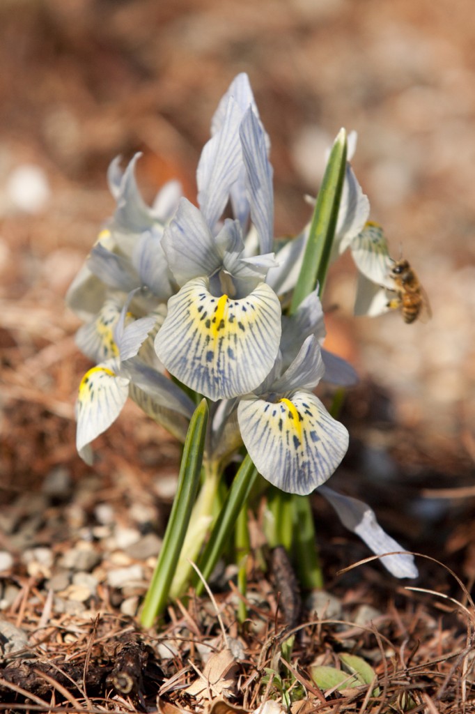 Iris 'Katharine Hodgkin'