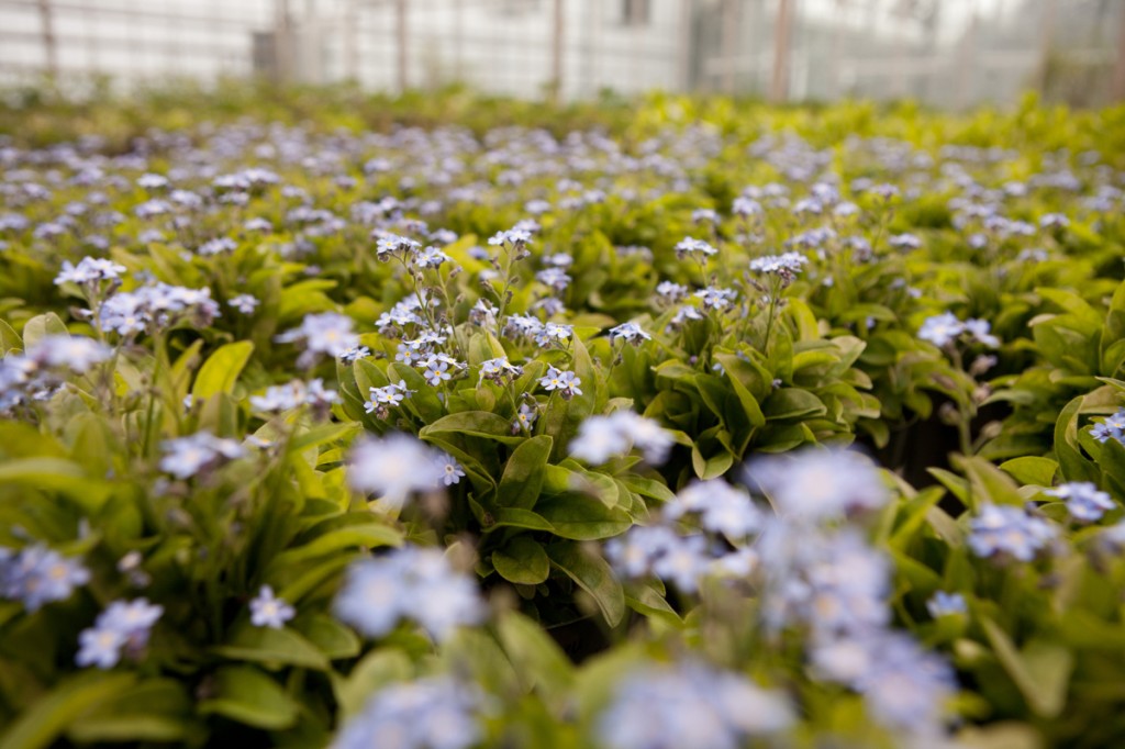 Nolen Greenhouses for Living Collections