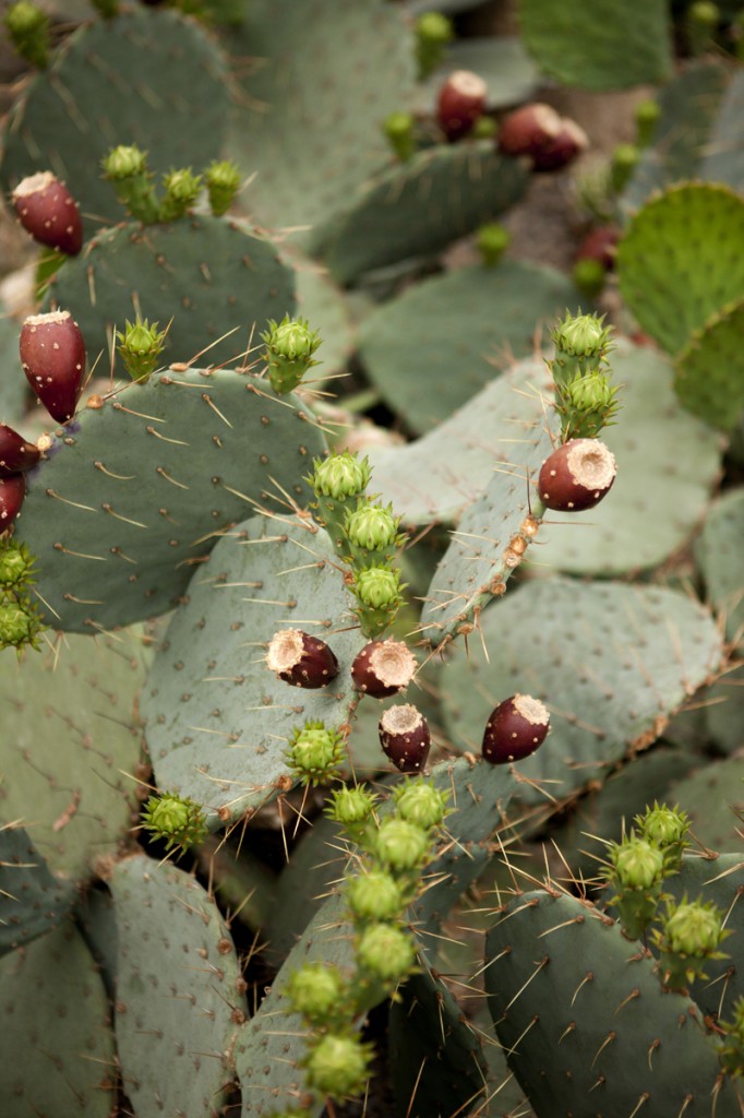 Opuntia phaecantha