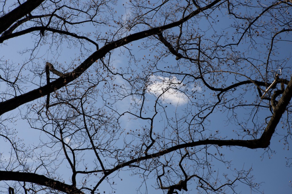 Tulip Trees