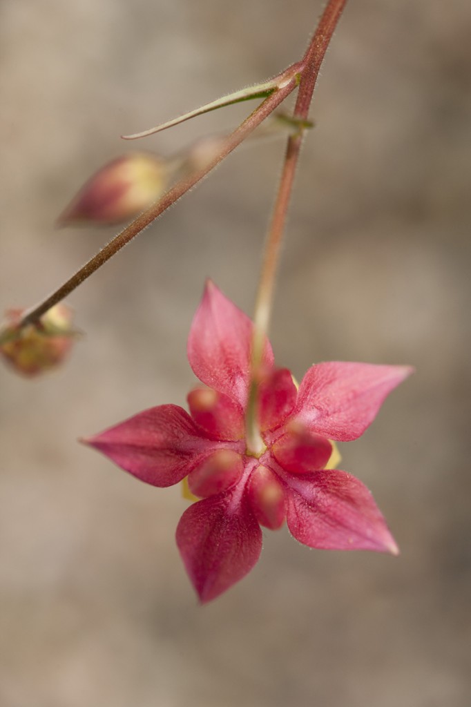 Aquilegia canadensis 'Little Lanterns'