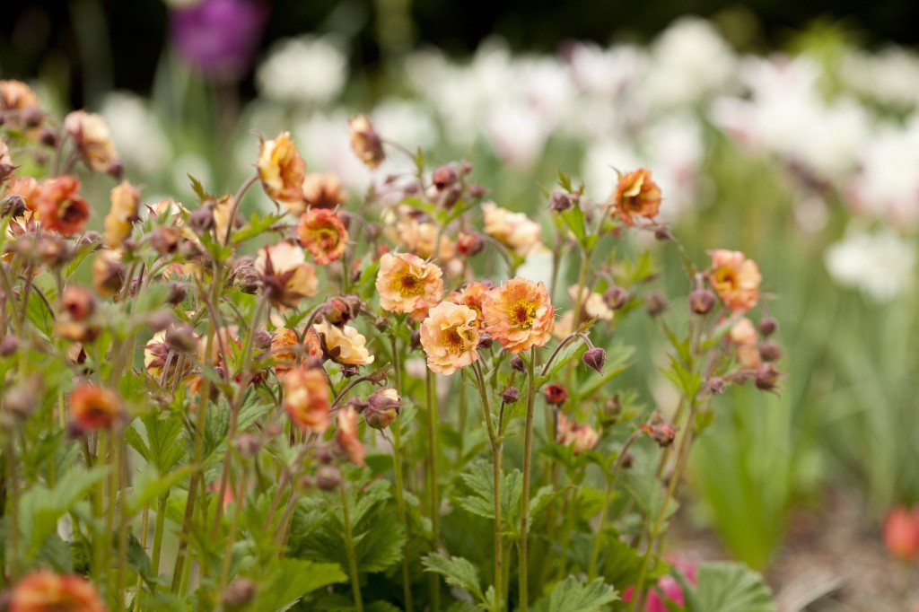 Geum Mai Tai avens