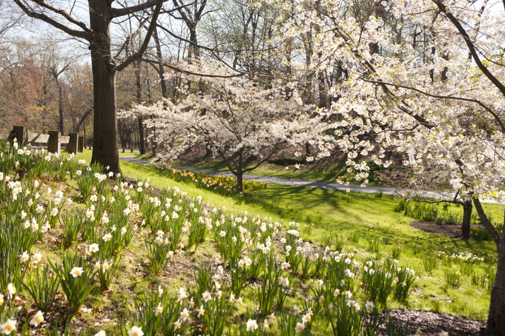 Daffodils