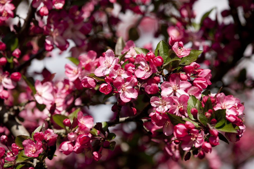 Malus 'Strawberry Parfait'