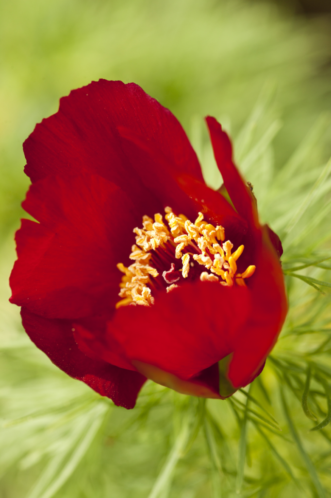 Paeonia tenuifolia