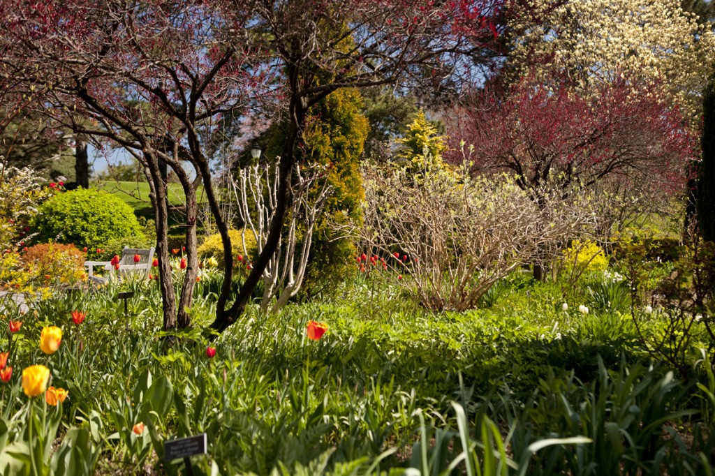 Perennial Garden