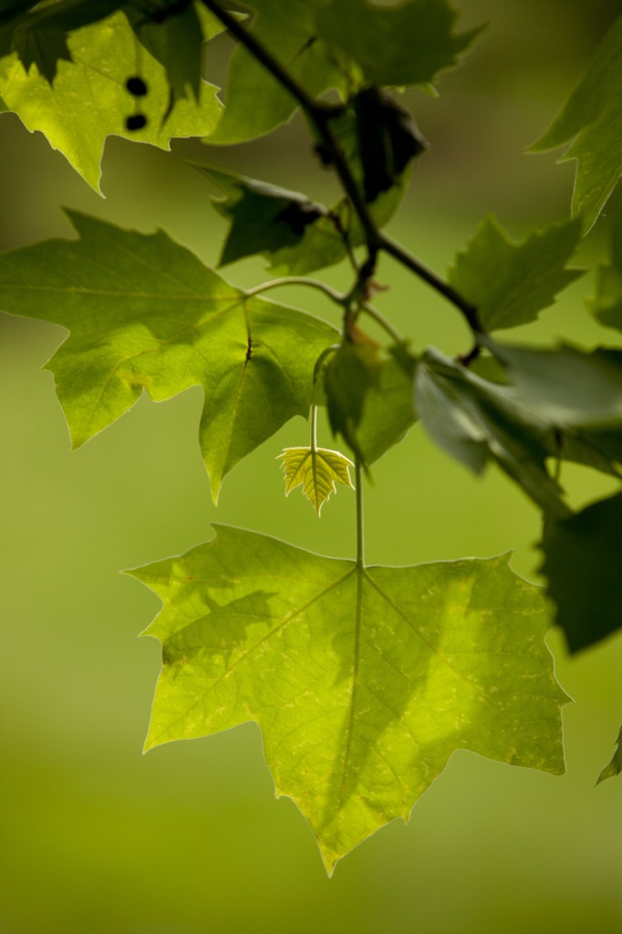 Spring leaves