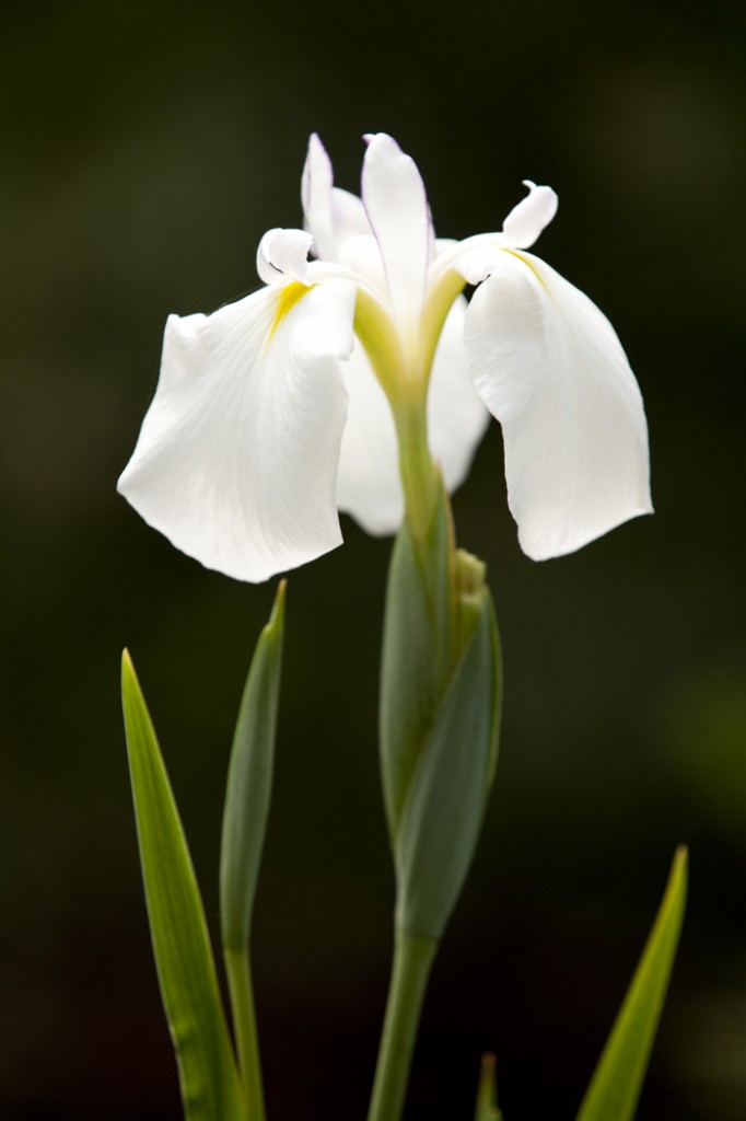 Iris ensata 'Kristin Anne'