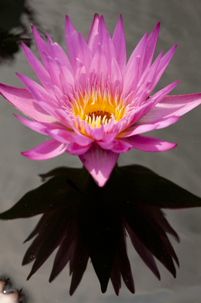 Nymphaea 'Miami Rose'