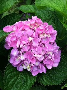 Hydrangea 'Brestenberg'