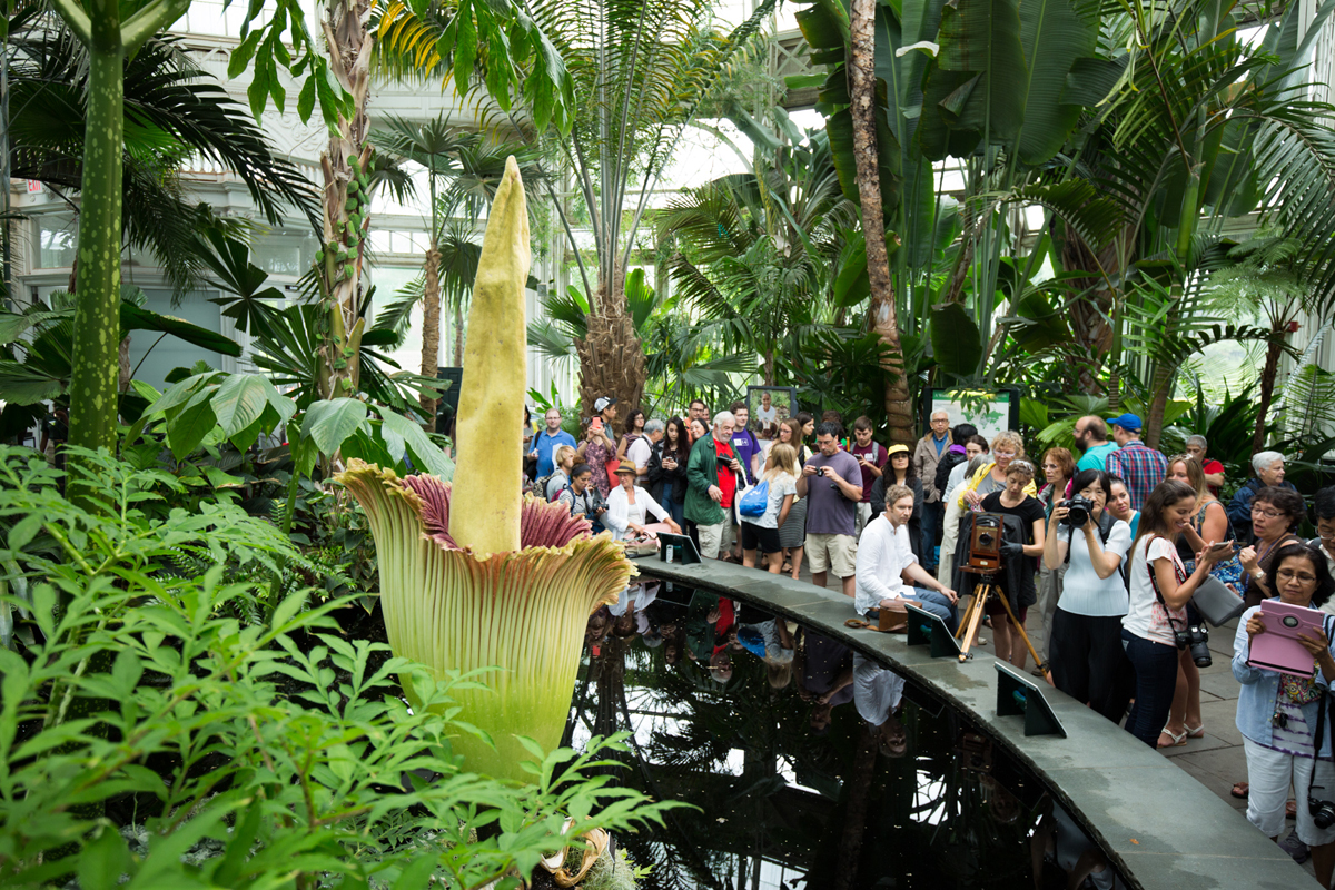 Image result for Corpse Flower at NYBG