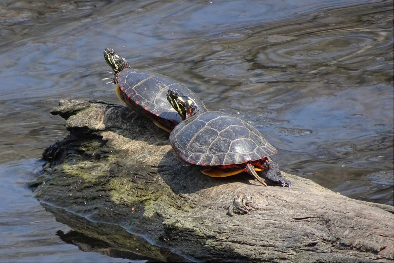 Wildlife at the Garden: Turtles on the Half Shell - Plant Talk