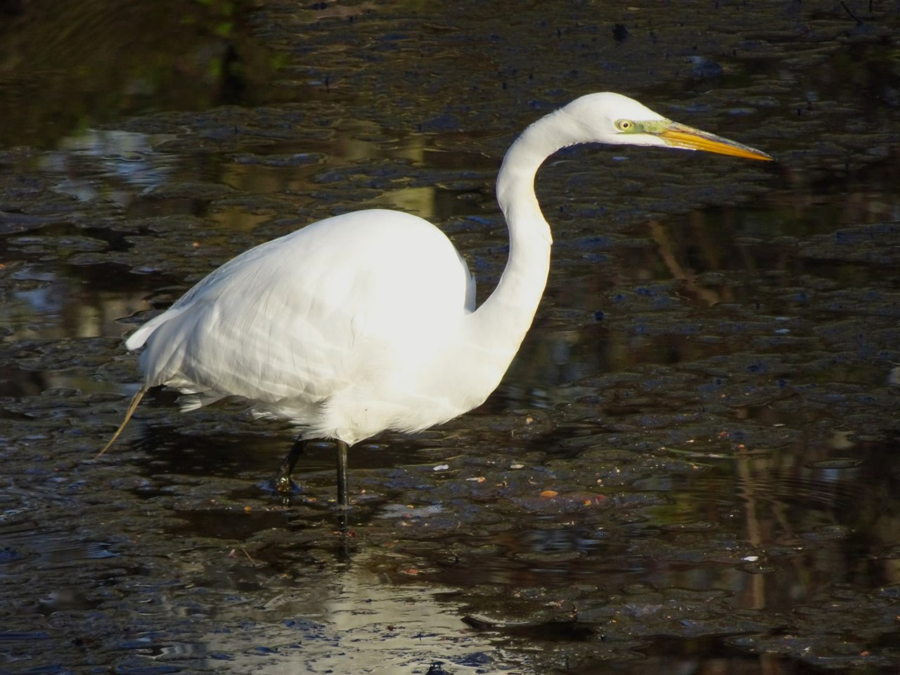 Weekly Wildlife: No Egrets - Plant Talk