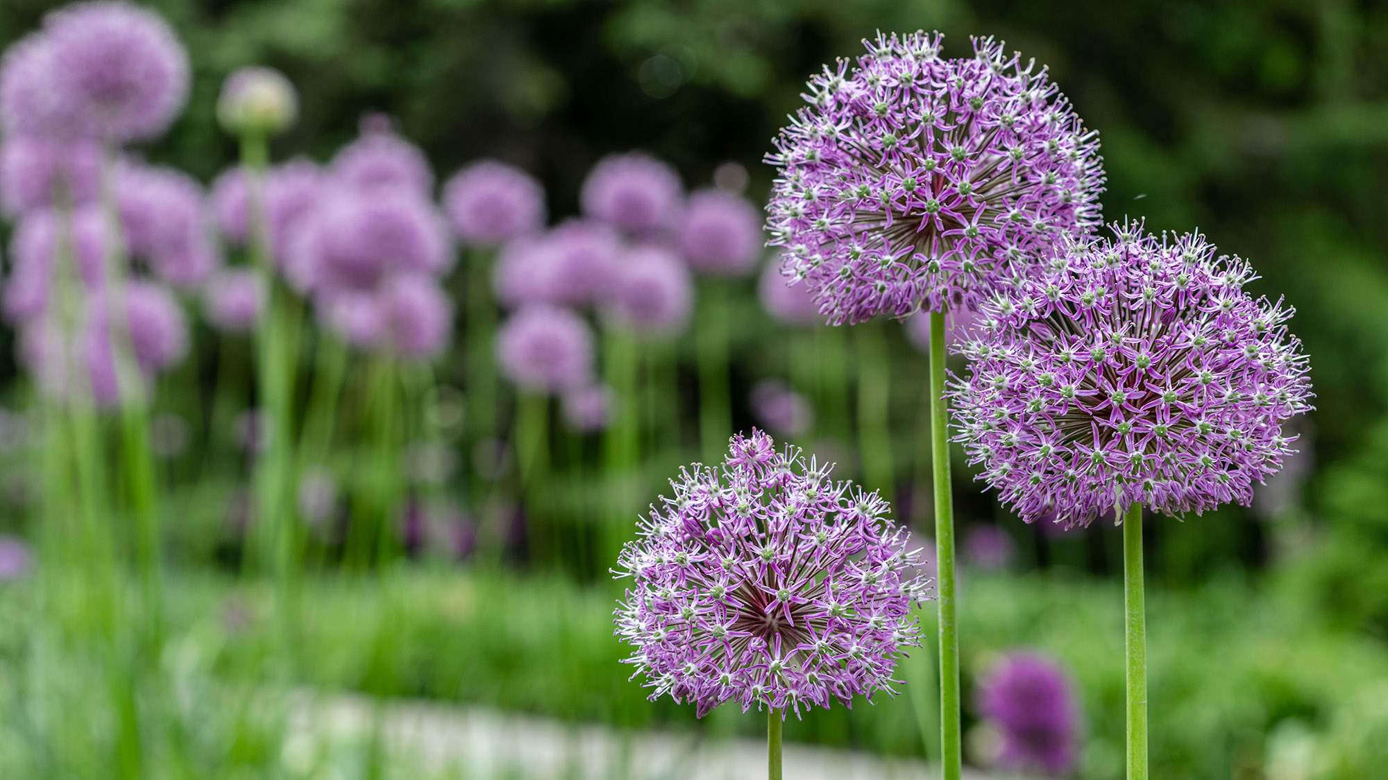 Home  New York Botanical Garden