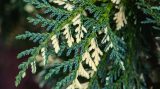 Photo of variegated scales on an evergreen