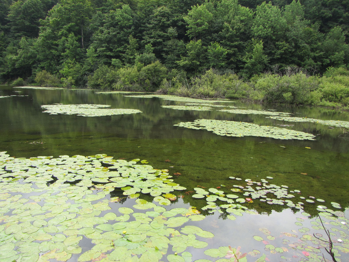 Tracking a Freshwater Invader across New York and New England - Science ...