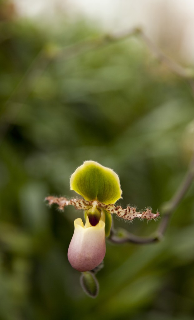 Sex, Lies—and Orchids? - Science Talk Archive