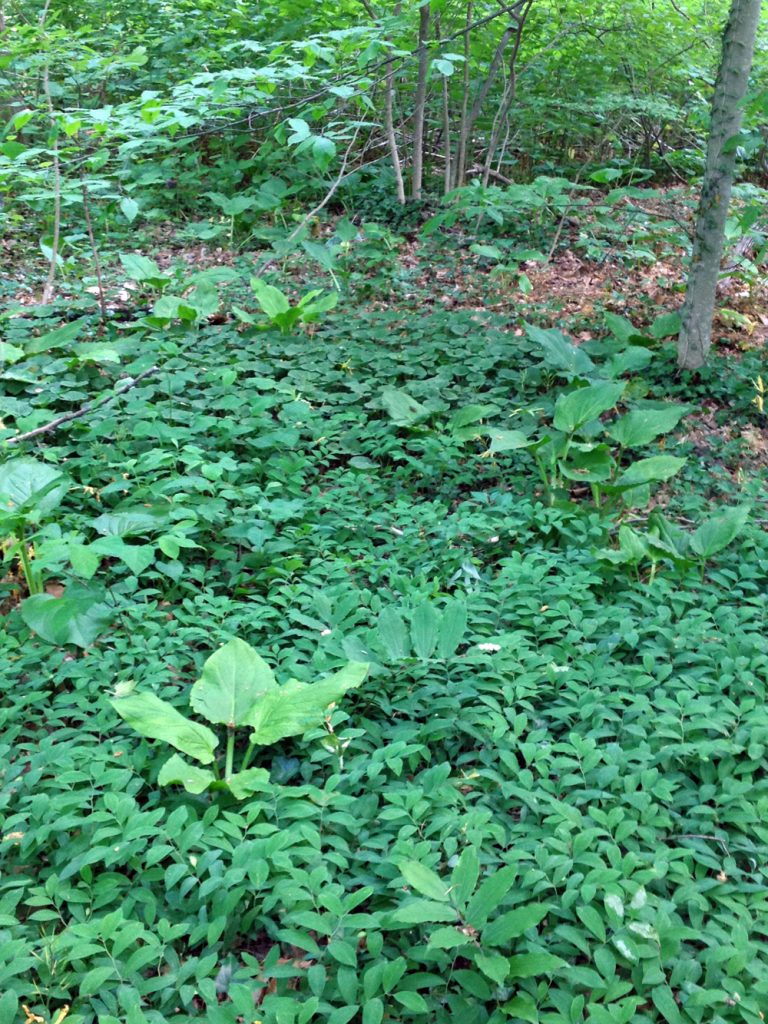 In Search of Fumewort at Garth Woods, We Found Something Better ...