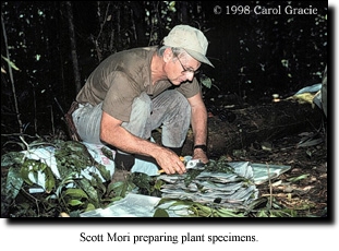 Image--Scott Mori preparing plant specimens