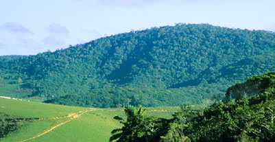 Murici forest, Alagoas, near Bananeiras