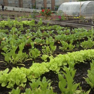 imagen del jardín local en la azotea de la Comunidad