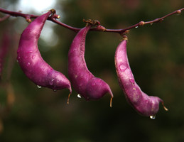 hyacinth bean (lablab purpureus sweet)