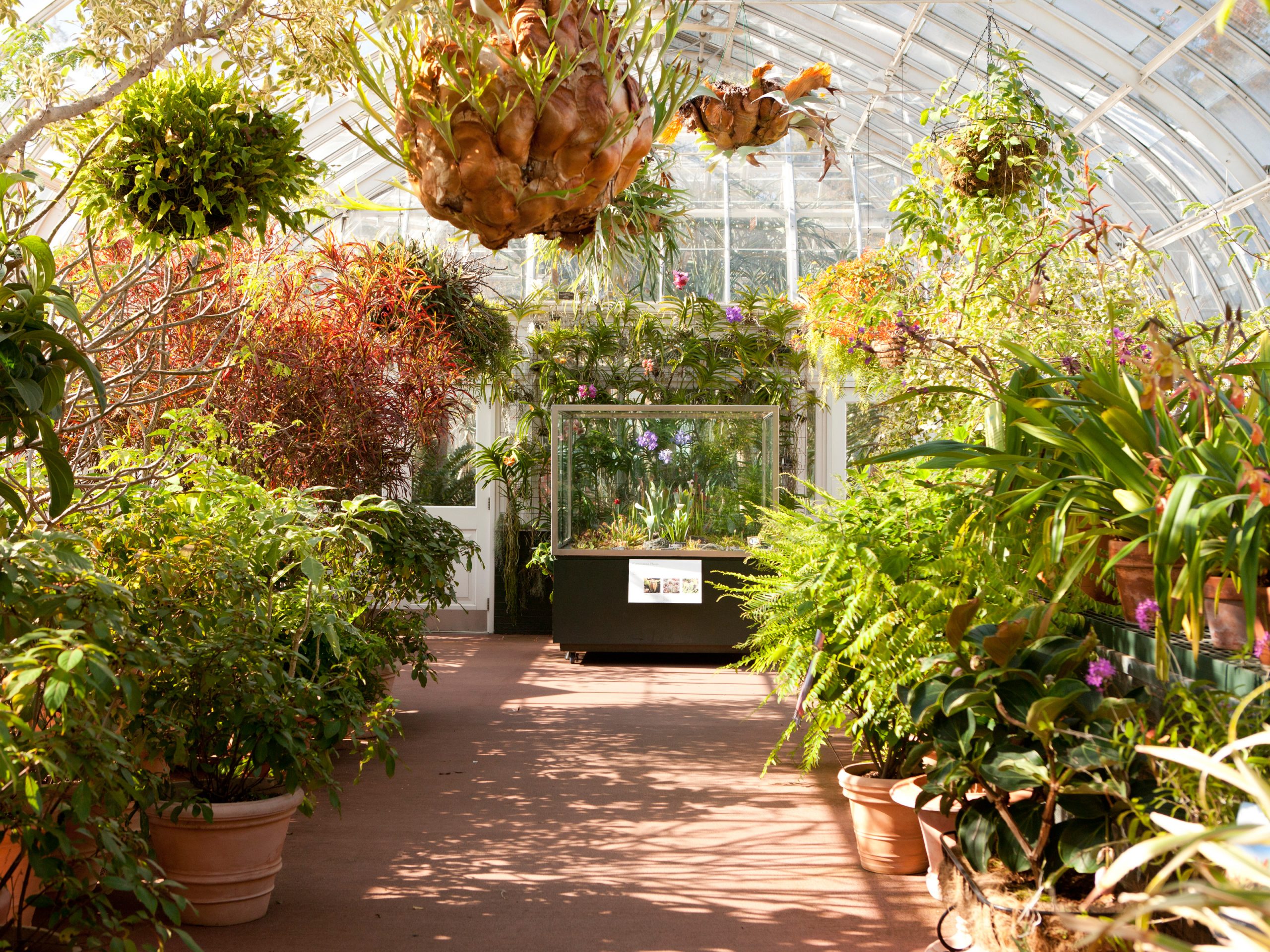 Conservatory » New York Botanical Garden