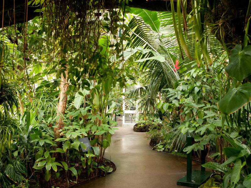 Biophilia: Sharing Our #plantlove | New York Botanical Garden