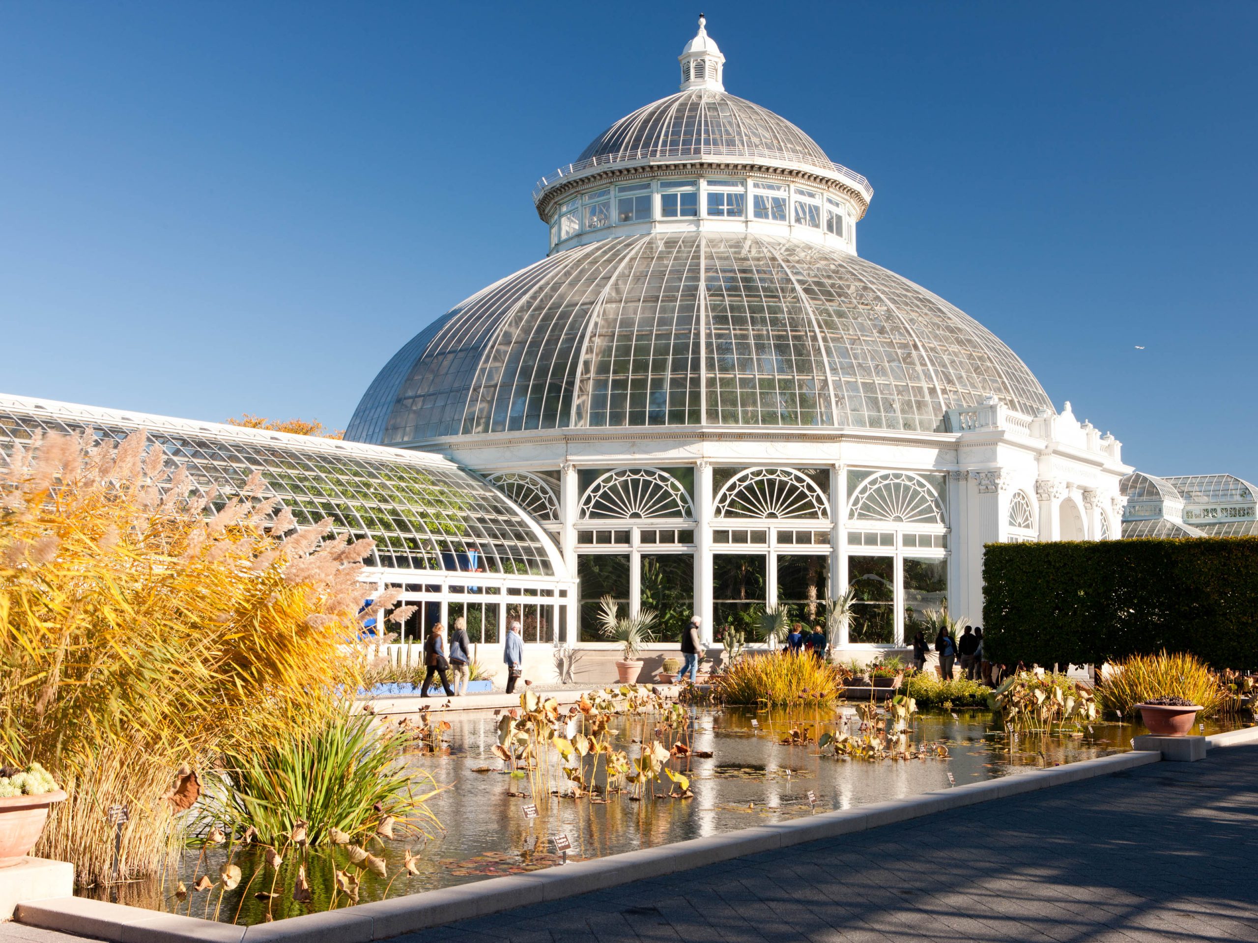 Water Lilies and Lotuses » New York Botanical Garden