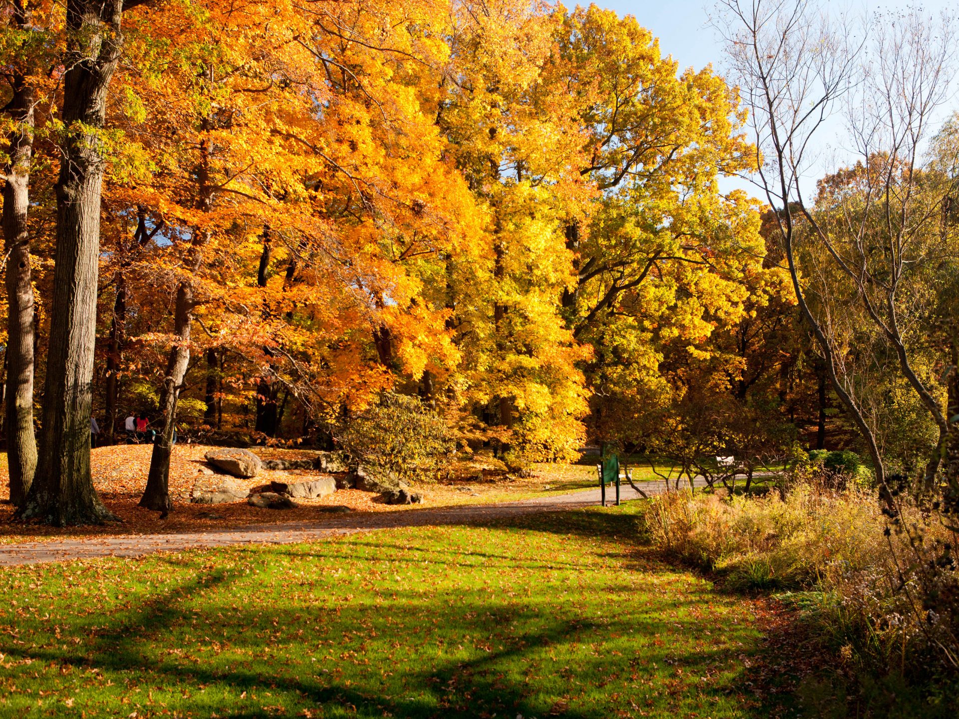 Wetland Trail » New York Botanical Garden