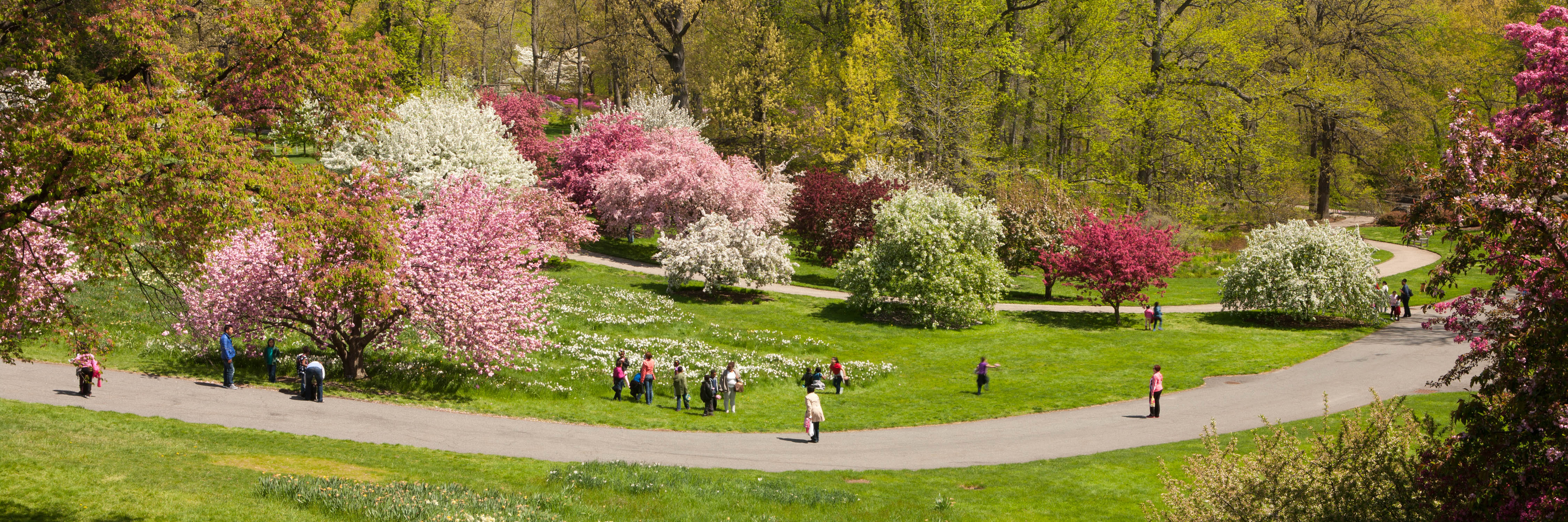 People enjoying the daffodils and pink magnolia and crabapples