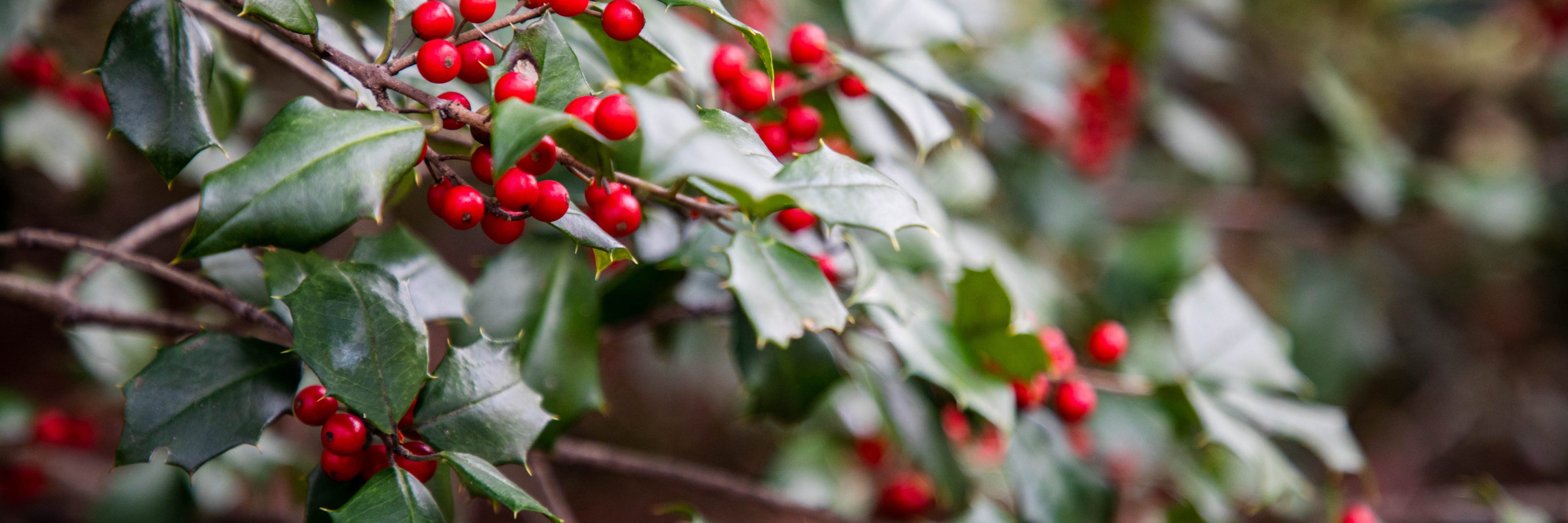 Plants Of The Winter Solstice 