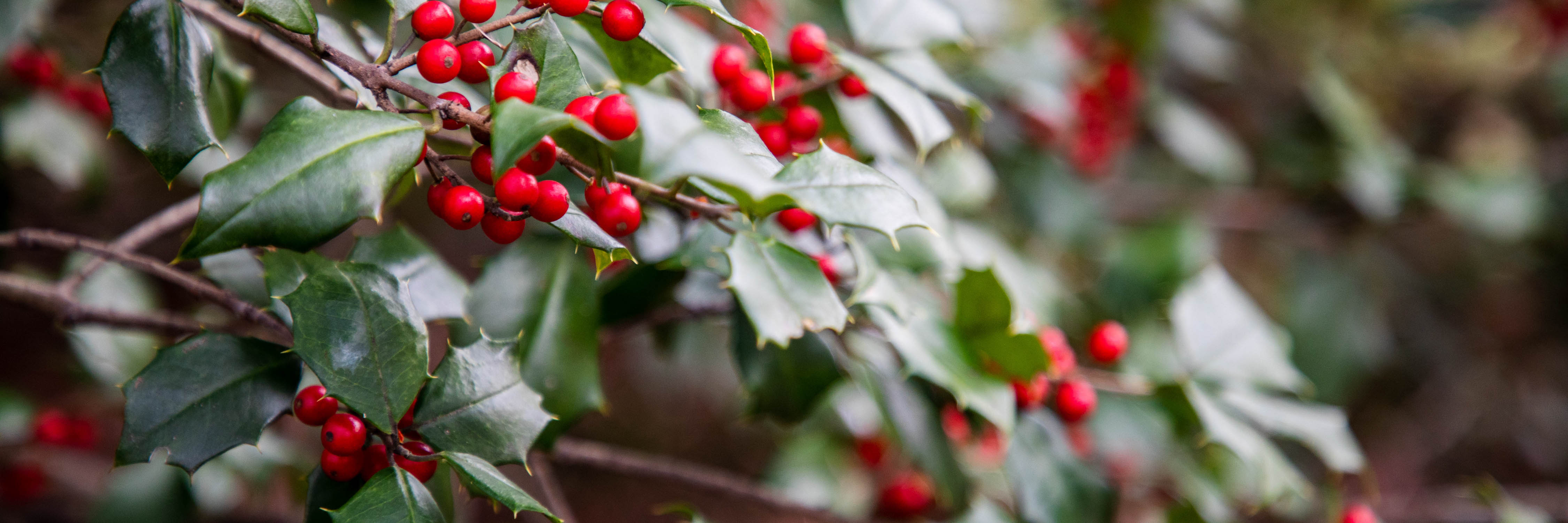 Plants of the Winter Solstice | New York Botanical Garden