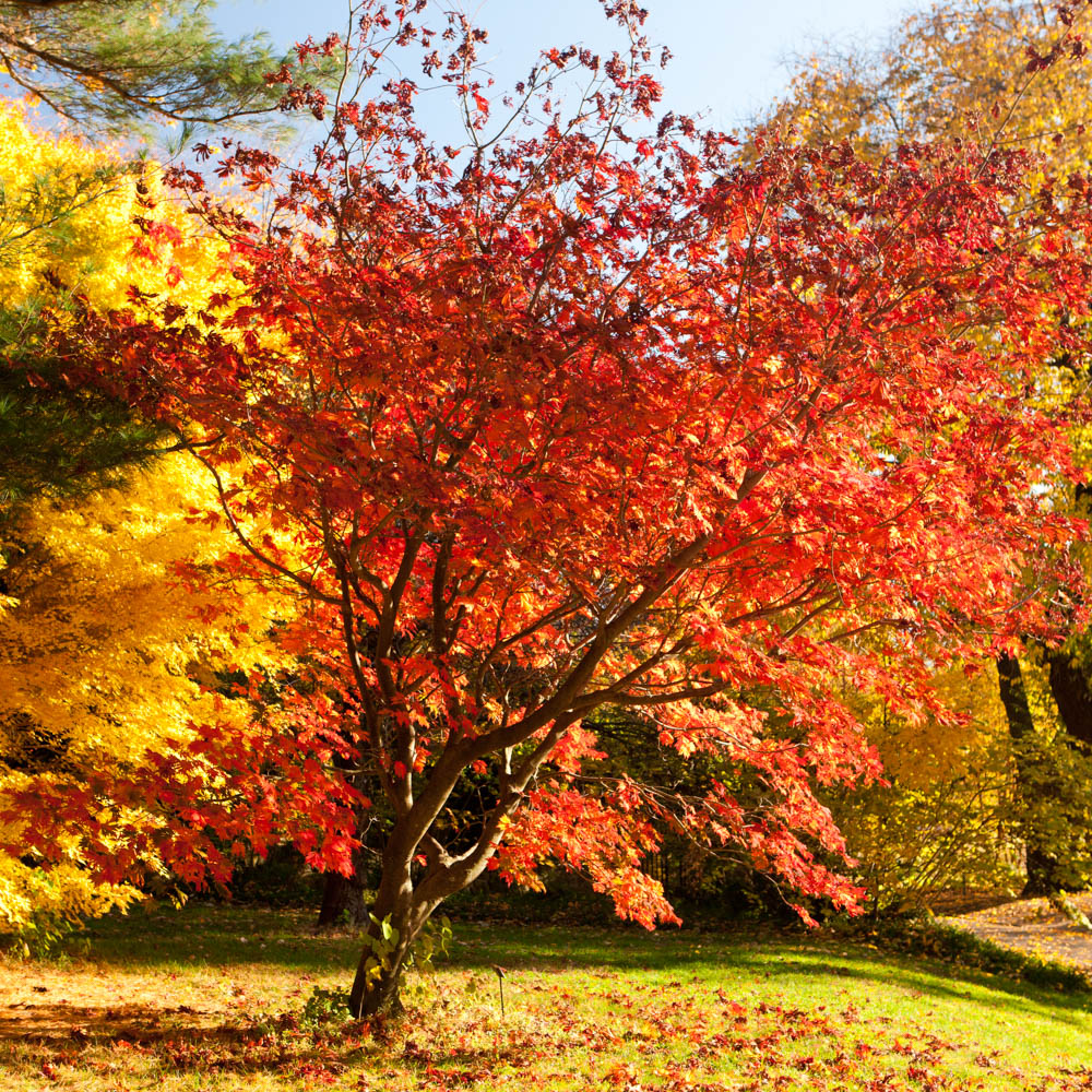 Commercial Film and Photography | New York Botanical Garden